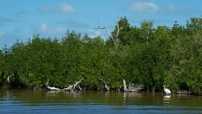 Riviera Maya: Rio Lagartos & Las Coloradas Day Trip w/Lunch - Should you book the Río Lagartos and Las Coloradas trip?
