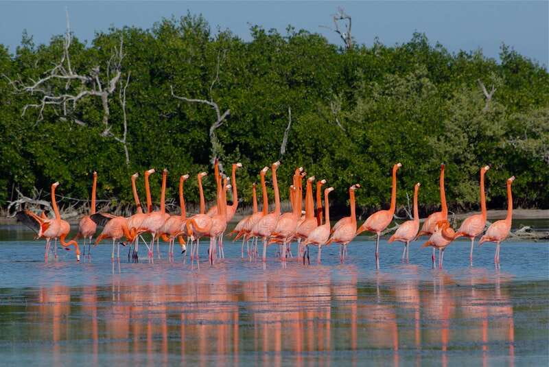 Riviera Maya: Rio Lagartos & Las Coloradas Day Trip w/Lunch - The Mayan bath is messy, simple, and fun