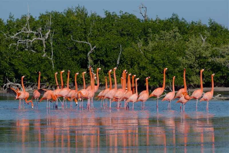 Riviera Maya: Rio Lagartos & Las Coloradas Day Trip w/Lunch - How the day usually unfolds
