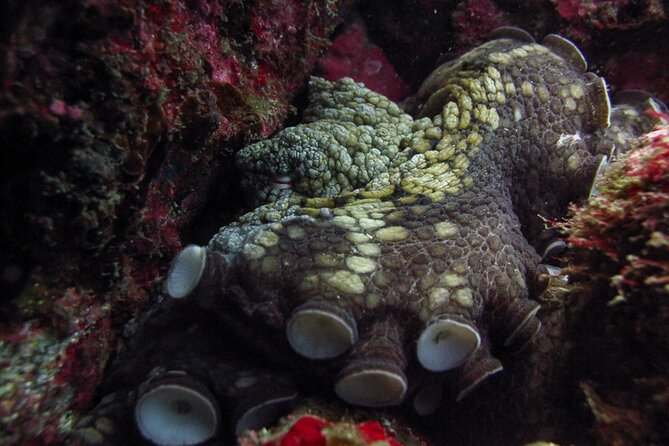 Scuba Diving - What the two underwater sessions are like