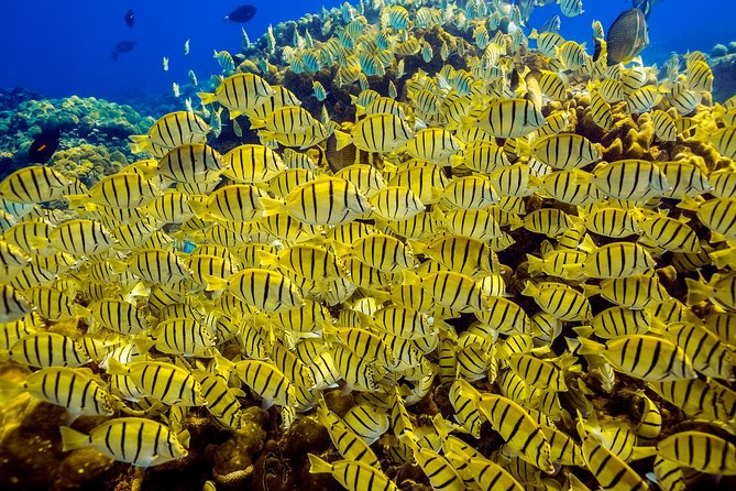 Scuba Diving - Wildlife above and below the surface