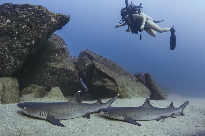 Scuba Diving - What $149 really covers
