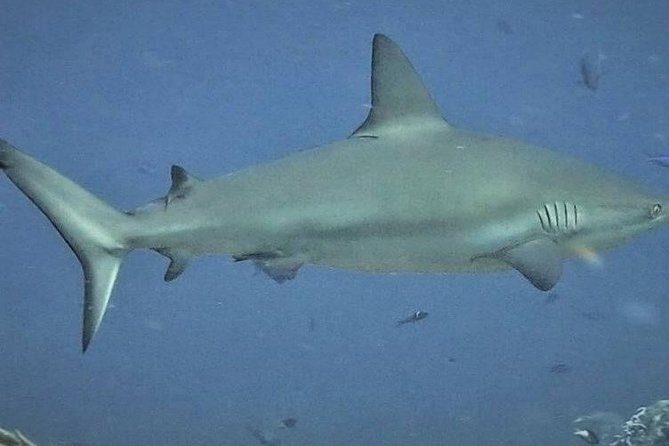 Scuba Diving Adventure WITHOUT CERTIFICATION! Try it today! - Manchones reef and the marine life you may see