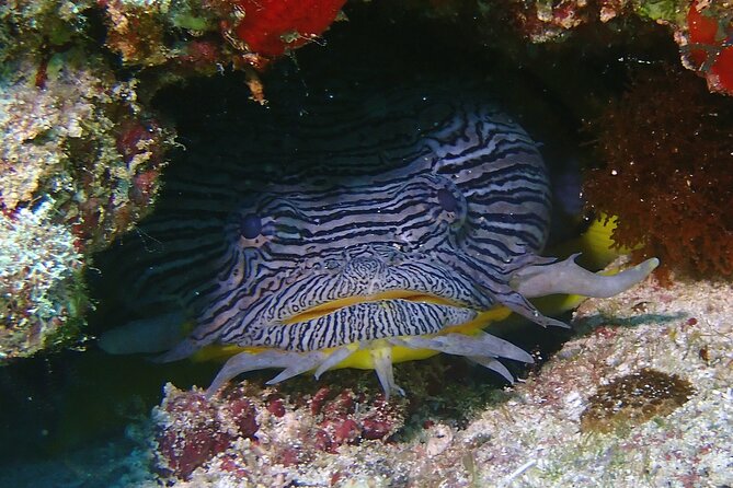 Scuba Diving Adventure WITHOUT CERTIFICATION! Try it today! - Equipment, comfort, and what to bring