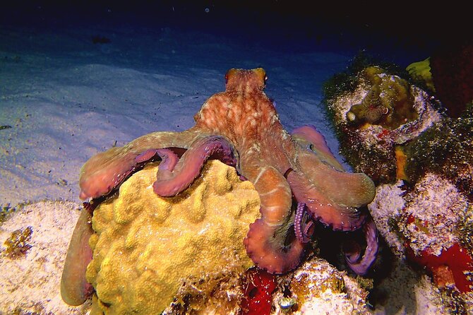 Scuba Diving Adventure WITHOUT CERTIFICATION! Try it today! - Who should choose this Discover Scuba program?