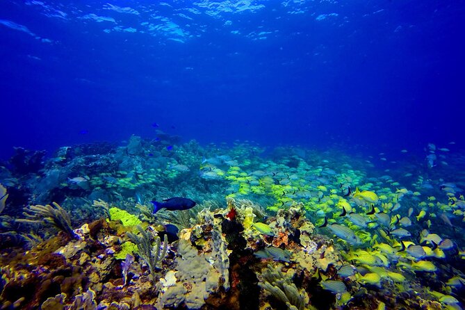 Scuba Diving Adventure WITHOUT CERTIFICATION! Try it today! - How the two ocean sessions work