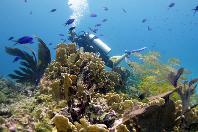 Scuba diving at MUSA the underwater museum for certified divers - MUSA turns the seafloor into an art gallery