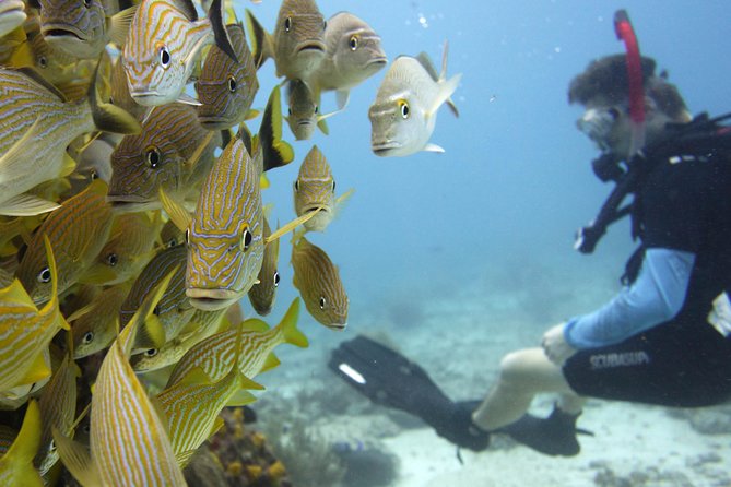 Scuba diving at MUSA the underwater museum for certified divers - Why the group limit matters underwater