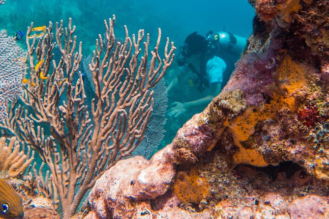 Scuba Diving in Cozumel Island - Why Cozumel is the reason to go