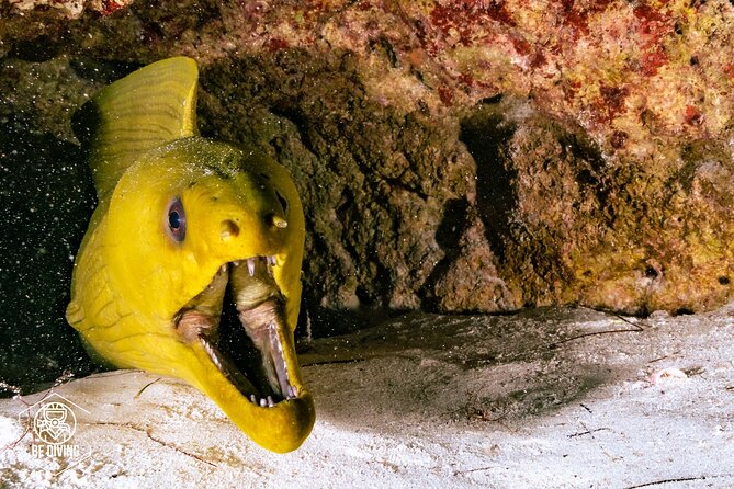 Scuba Diving in Cozumel Island - Certification, instruction, and Nitrox