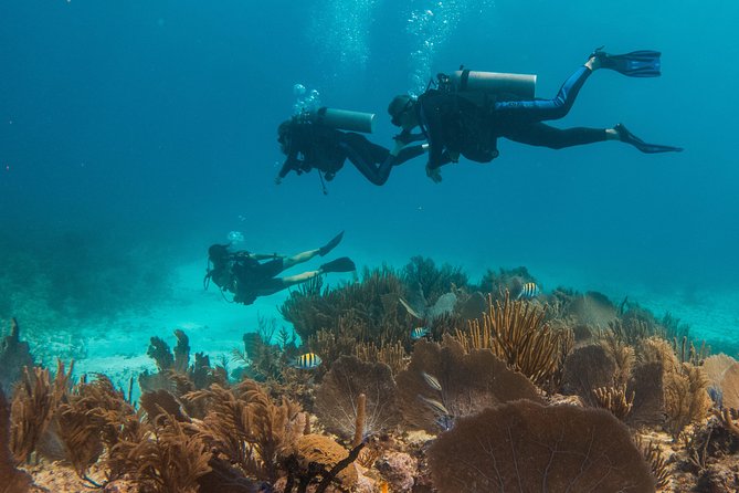 Scuba Diving in Cozumel Island - Who will enjoy this most