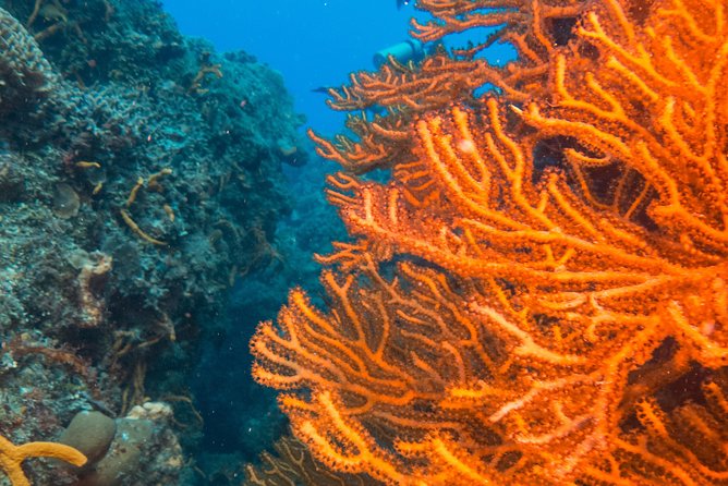 Scuba Diving in Cozumel Island - Meeting in Cozumel and getting ready