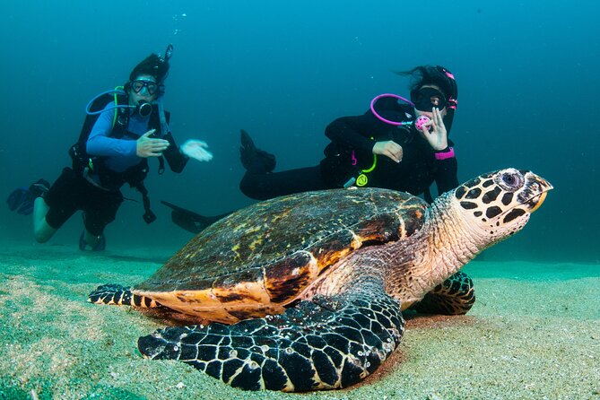 Scuba Diving Puerto Vallarta Undersea Arcos or Marietas - Timing, comfort, and what to bring