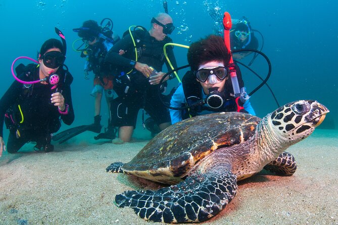 Scuba Diving Puerto Vallarta Undersea Arcos or Marietas - Los Arcos: a practical first underwater outing
