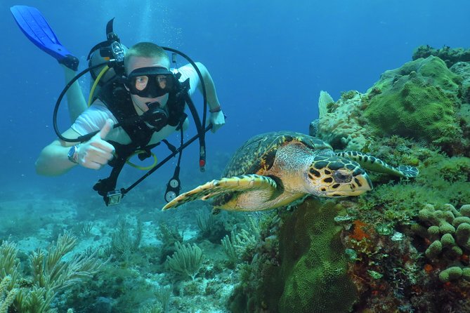 Scuba Diving Under Water Museum and Reef for beginners - Key points to know before booking