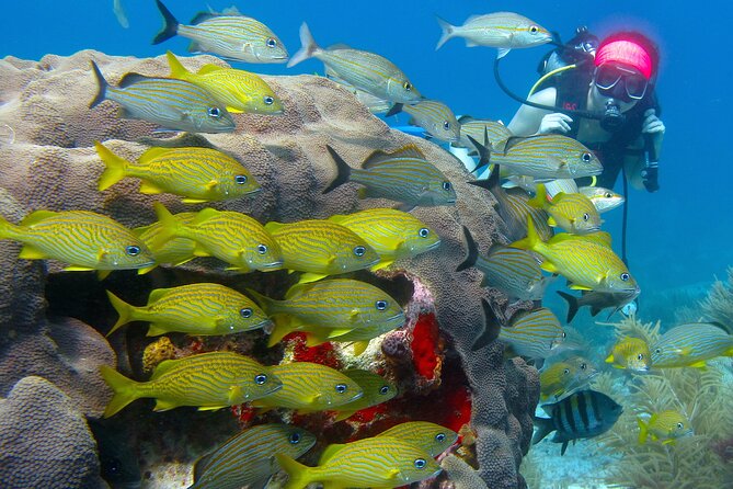 Scuba Diving Under Water Museum and Reef for beginners - The boat ride, sea conditions, and seasickness