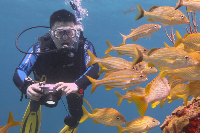 Scuba Diving Under Water Museum and Reef for beginners - Who will enjoy this most?