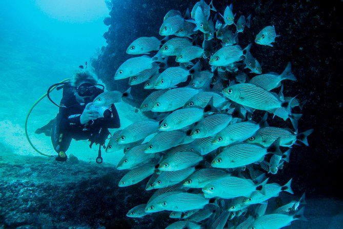 Scuba Diving with a 5-Star PADI Center in Puerto Vallarta - Two tanks, surface time, and the pace of the day