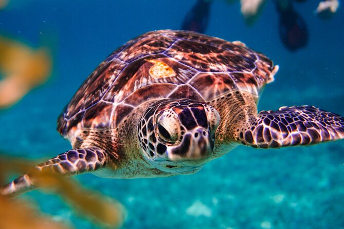 Sea turtle and cenotes half day Snorkeling Tour from Riviera Maya - The small boat is useful, but not especially easy