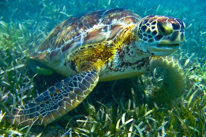 Sea turtle and cenotes half day Snorkeling Tour from Riviera Maya - Pickup convenience can cost you time