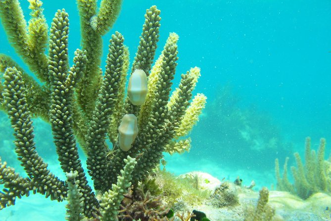 Sea turtle and cenotes half day Snorkeling Tour from Riviera Maya - What the $99 price really covers