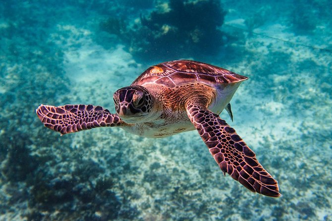 Sea turtle and cenotes half day Snorkeling Tour from Riviera Maya - Who will enjoy this outing most