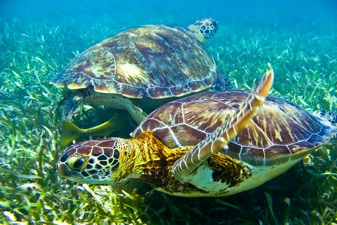 Sea turtle and cenotes half day Snorkeling Tour from Riviera Maya - Chikin Ha offers three very different cenote moments
