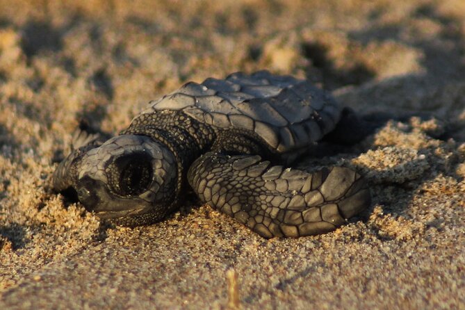 Sea Turtle Release – A Puerto Vallarta Conservation Adventure - Why the sunset release feels so special