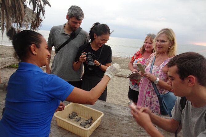 Sea Turtle Release – A Puerto Vallarta Conservation Adventure - The short van ride and beach approach