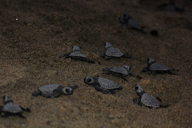 Sea Turtle Release – A Puerto Vallarta Conservation Adventure - Releasing the hatchlings at dusk