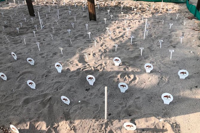 Sea Turtle Release – A Puerto Vallarta Conservation Adventure - How the guides shape the experience