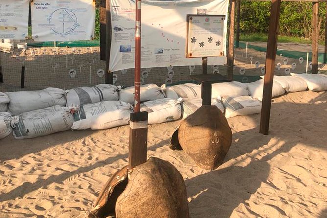Sea Turtle Release – A Puerto Vallarta Conservation Adventure - Group size, timing, and practical value