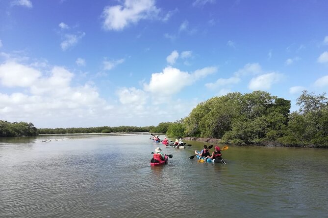 Shared mangroves kayak tour in Holbox - Guides who add meaning to the scenery