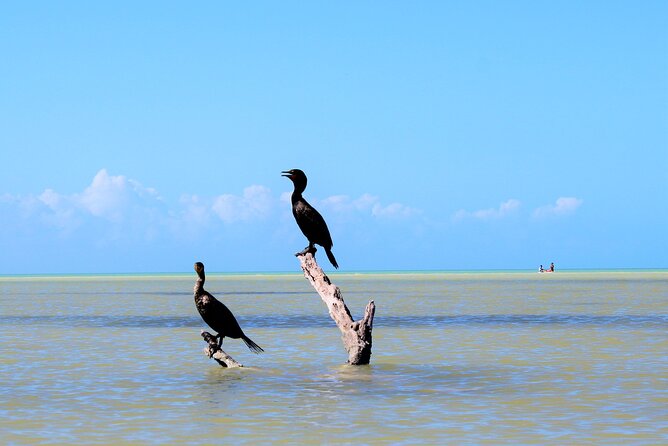 Shared mangroves kayak tour in Holbox - What to bring for a better outing
