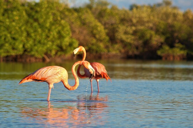 Shared mangroves kayak tour in Holbox - A calm setting with a steady paddle