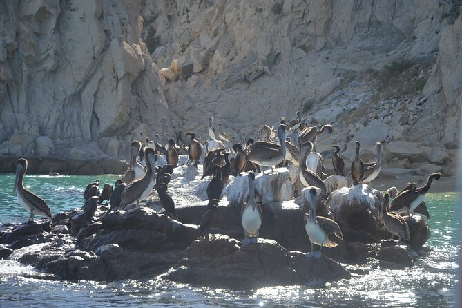 Shared Tour to the Arch of Cabo San Lucas - Is $41.73 good value for one hour?