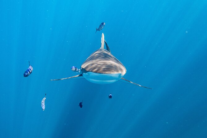 Shark Safari & Snorkel Adventure in Cabo San Lucas - Leaving Cabo at 7:00 in the Morning