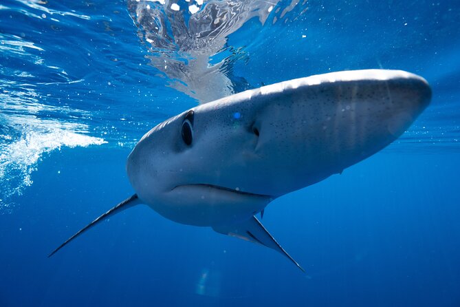Shark Safari & Snorkel Adventure in Cabo San Lucas - How the Shark Encounter Works