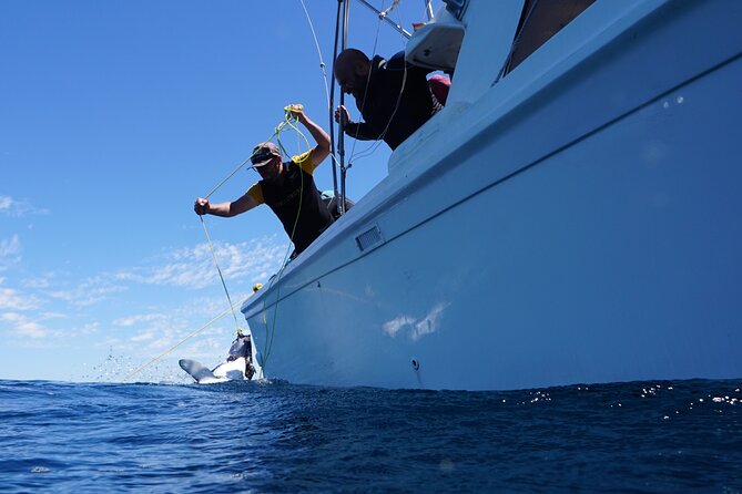 Shark Safari & Snorkel Adventure in Cabo San Lucas - Mako and Blue Sharks in Open Water