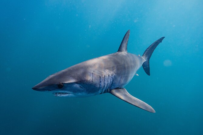 Shark Safari & Snorkel Adventure in Cabo San Lucas - Choosing Snorkeler or Observer
