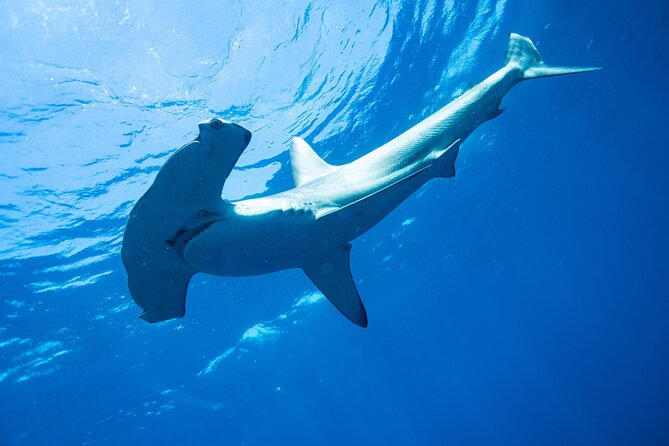 Shark Safari & Snorkel Adventure in Cabo San Lucas - El Arco and the Famous Cabo Coast