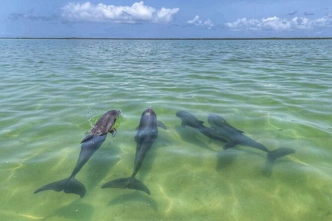 Sian Ka'an Boat Experience from Riviera Maya to Tulum - Wildlife watching among mangroves and open water