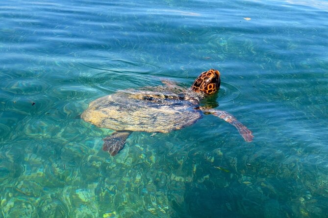 Sian Ka'an Boat Experience from Riviera Maya to Tulum - Snorkeling at the reef and swimming in clear water