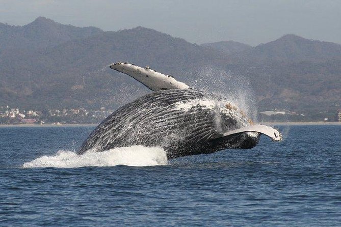 Small-Group Half-Day Whale-Watching Tour in Puerto Vallarta - Key points to know before booking