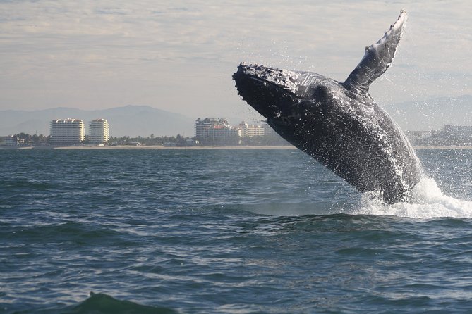 Small-Group Half-Day Whale-Watching Tour in Puerto Vallarta - Why this Puerto Vallarta whale trip feels different