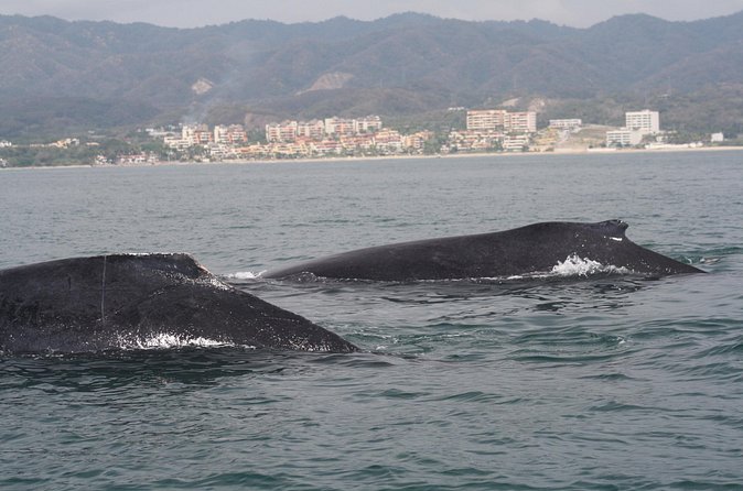 Small-Group Half-Day Whale-Watching Tour in Puerto Vallarta - A small boat with practical comforts