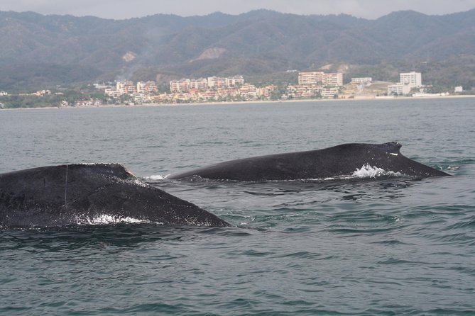 Small-Group Half-Day Whale-Watching Tour in Puerto Vallarta - Lunch after the whale search