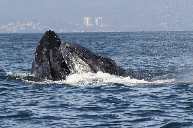 Small-Group Half-Day Whale-Watching Tour in Puerto Vallarta - Who will get the most from this outing?
