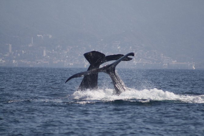 Small-Group Half-Day Whale-Watching Tour in Puerto Vallarta - Three and a half hours across Banderas Bay
