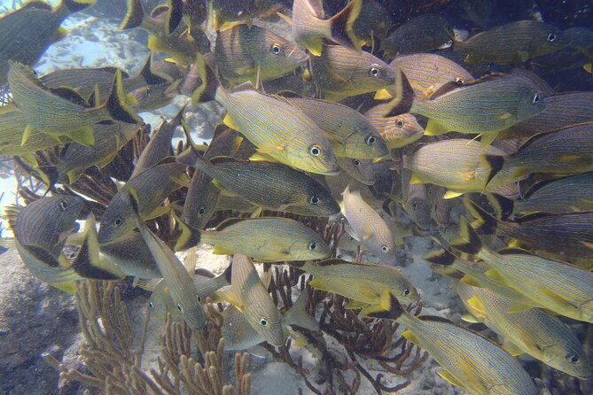 Small-Group Mesoamerican Barrier Reef Snorkeling in Puerto Morelos - Two 45-minute snorkels, not two quick swims